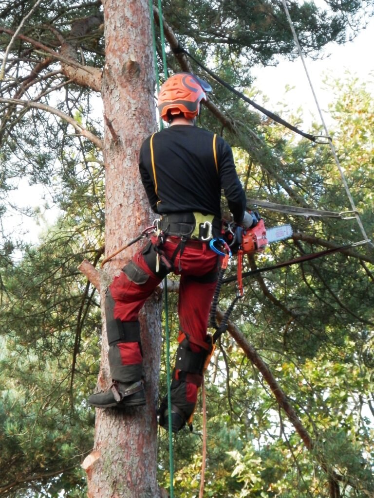 Baumgutachten Dinslaken