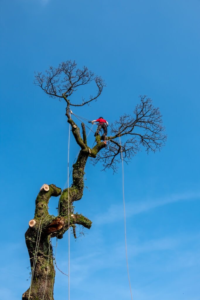 Baumpflege Dinslaken