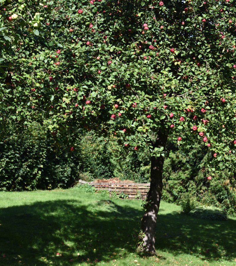Apfelbaum schneiden Obstbaumschnitt Baumpflege Dinslaken